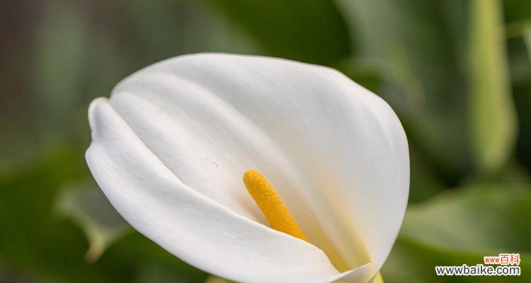白色马蹄莲花的花语和象征意义 白色马蹄莲花的美丽与寓意