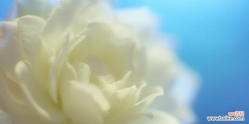 从纯洁到悼念 白色花的象征意义及意味深长之处