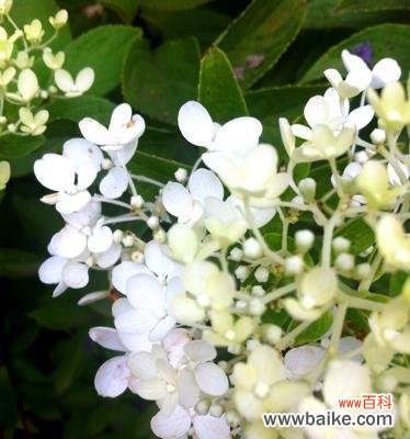 从纯洁到悼念 白色花的象征意义及意味深长之处