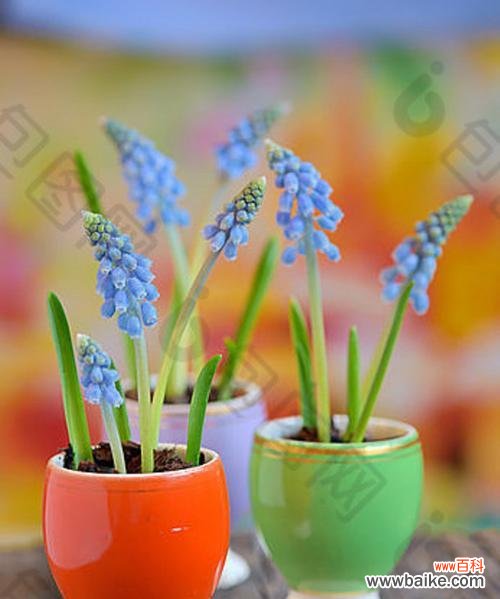 白色风信子的美丽寓意与传承 白色风信子花语之纯洁与希望