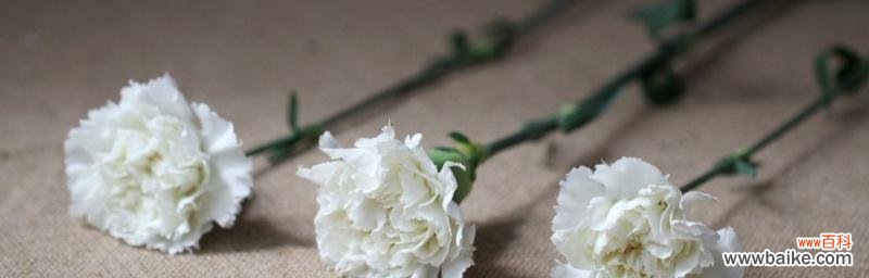 花开富贵祝福幸福 白康乃馨花的花语及祝福