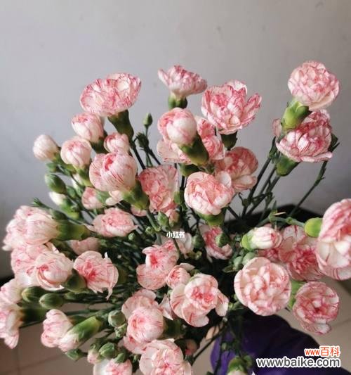 花开富贵祝福幸福 白康乃馨花的花语及祝福