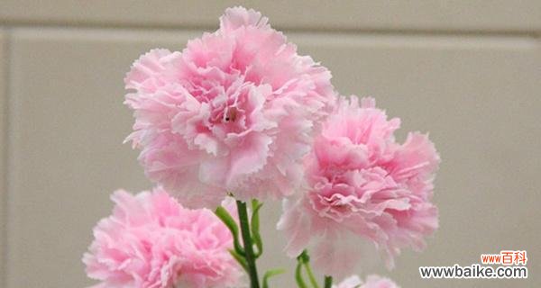 探寻白康乃馨背后的情感表达 白康乃馨的花语与意义