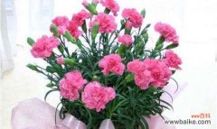 探寻白康乃馨背后的情感表达 白康乃馨的花语与意义