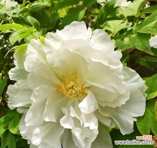 揭开白牡丹的神秘面纱——白牡丹的意义与象征 白牡丹花的寓意与象征