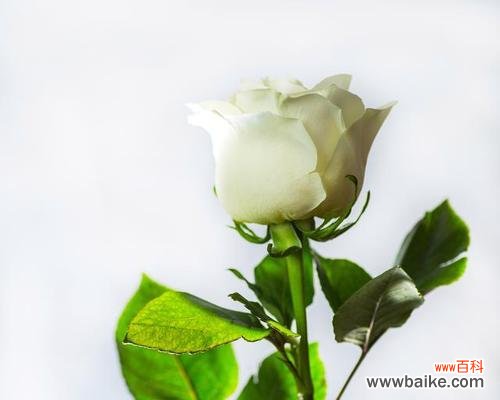 寓意纯洁与守护的白玫瑰 白玫瑰