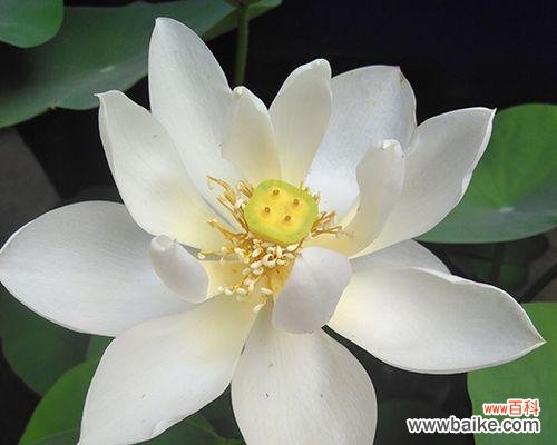 深入探索白莲花的文化内涵和精神价值 白莲花的象征意义与寓意