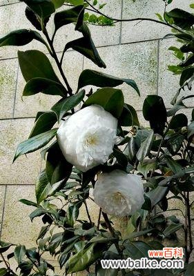 探寻白色山茶花背后的神秘符号 白色山茶花的花语与意义