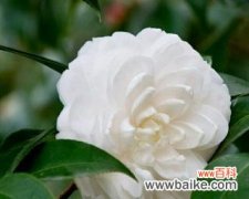 探寻白色山茶花背后的神秘符号 白色山茶花的花语与意义