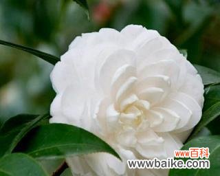 探寻白色山茶花背后的神秘符号 白色山茶花的花语与意义