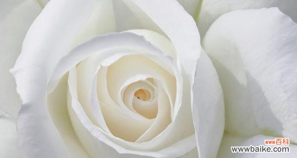 揭示白色玫瑰背后深刻的情感象征 白色玫瑰的花语