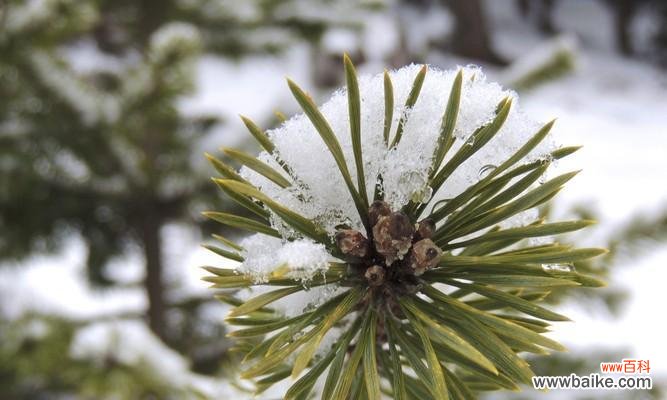 探寻冷杉的意义与象征 冷杉的寓意与象征