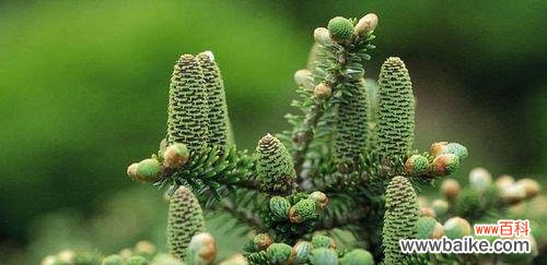 探寻冷杉的意义与象征 冷杉的寓意与象征