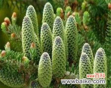 探寻冷杉的意义与象征 冷杉的寓意与象征