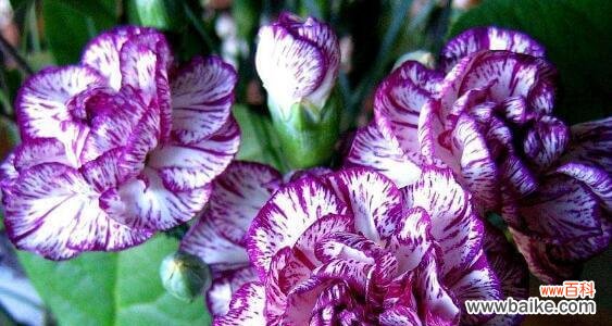 发现花海中的神秘之语 探秘冷门好听的花名花语