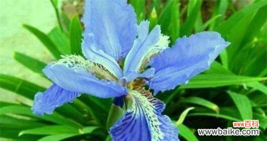 发现花海中的神秘之语 探秘冷门好听的花名花语