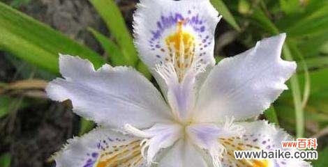 传递友谊 和平花语