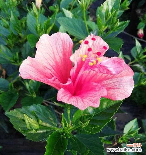 绽放内向的美丽之花 害羞的花——以花语传递内心情感