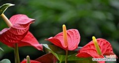 绽放内向的美丽之花 害羞的花——以花语传递内心情感