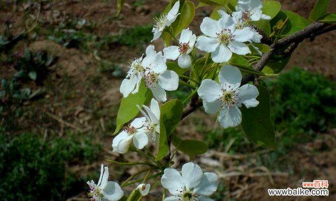 探寻梨花的花语 梨花之舞