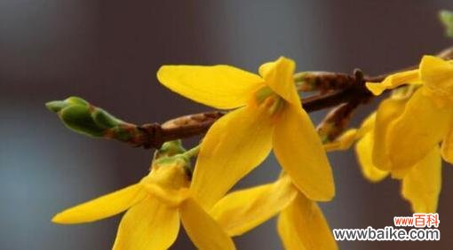 探寻连翘花的隐藏心意 连翘花的花语与寓意