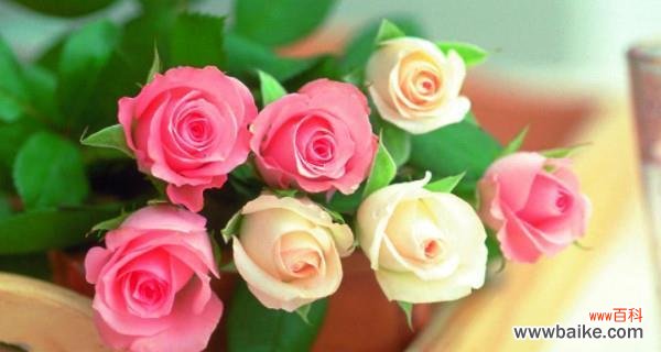 从爱情到友谊 两朵玫瑰的象征意义与寓意