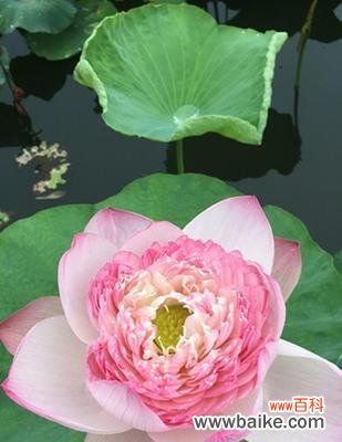 探寻莲花寓意的深刻内涵 莲花