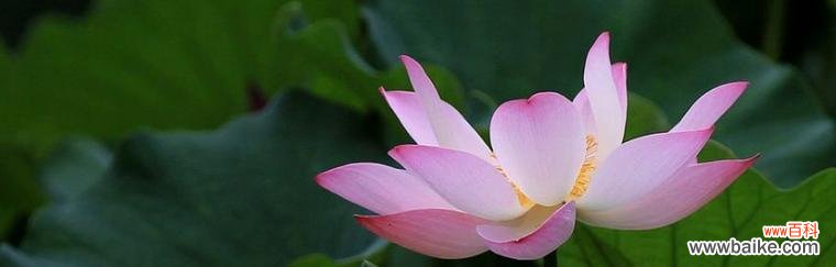 探寻莲花寓意的深刻内涵 莲花