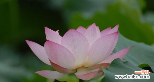 揭示莲花的美丽内涵和文化意义 莲花的象征与寓意