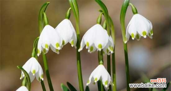 传承千年的铃兰花 铃兰花语与传说