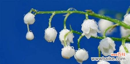 传承千年的铃兰花 铃兰花语与传说