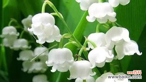 探寻铃兰花花语之美 铃兰花