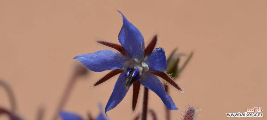 用以琉璃苣传递你的真情 以琉璃苣的花语——温柔与守护