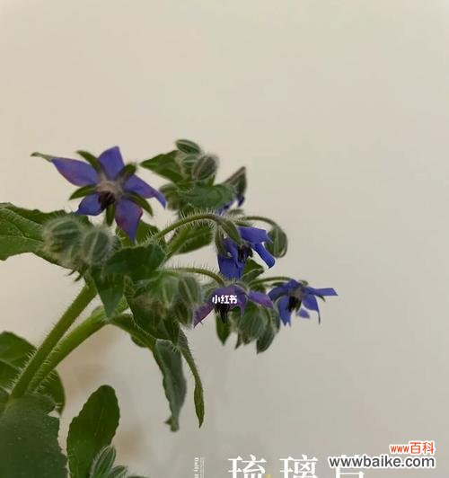 用以琉璃苣传递你的真情 以琉璃苣的花语——温柔与守护