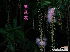 流苏花 流苏花花语——寓意深远的花卉之语