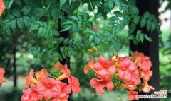 凌霄花花语及其象征意义 凌霄花