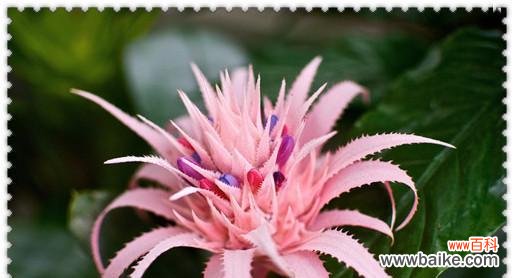 探索流苏花的秘密 流苏花花语与其深层含义