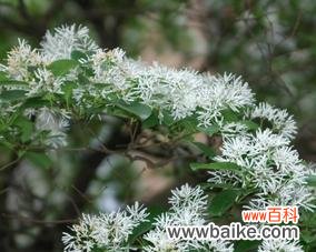 探索流苏花的秘密 流苏花花语与其深层含义