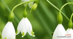铃兰花的美丽与希望 铃兰花的花语与寓意
