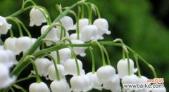 揭秘铃兰花的神秘语言和心灵感应 铃兰花的花语及其深层寓意