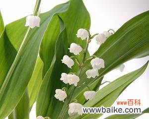 探寻铃兰花的美丽和神秘 铃兰花的寓意与象征意义