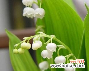 探索铃兰花的寓意及其在文化中的象征 铃兰花的寓意与象征意义