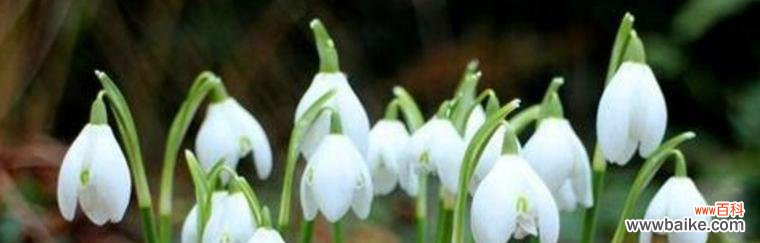 铃兰花语的含义及其在生活中的应用 铃兰花语——传达爱与希望的美丽使者