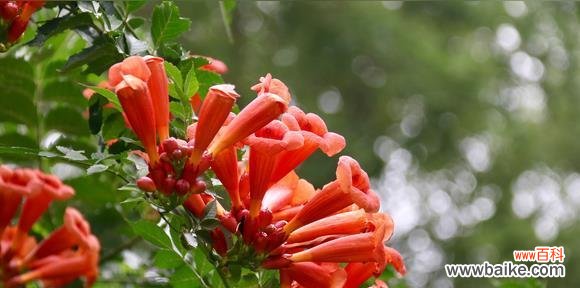 揭开凌霄花花语的神秘面纱 凌霄花花语——生命的力量与美丽的象征