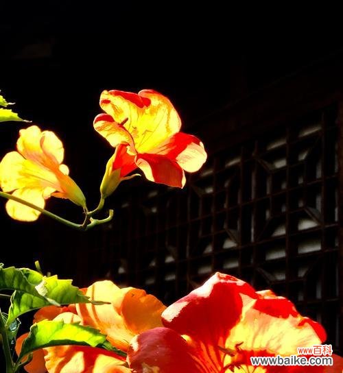 揭开凌霄花花语的神秘面纱 凌霄花花语——生命的力量与美丽的象征