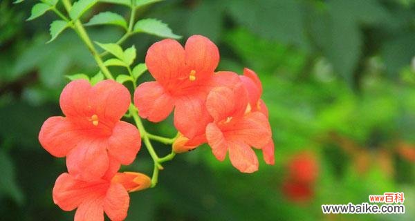 凌霄花的花语解读及其象征意义 凌霄花的花语