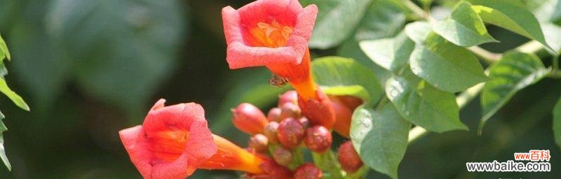 凌霄花的花语解读及其象征意义 凌霄花的花语