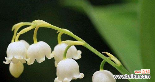 探索铃兰花的象征与寓意 铃兰花语