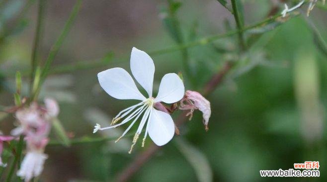 探寻柳穿鱼花语的文化背景与意义 柳穿鱼——古老的中国花语传承