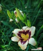 探寻柳穿鱼花语的文化背景与意义 柳穿鱼——古老的中国花语传承